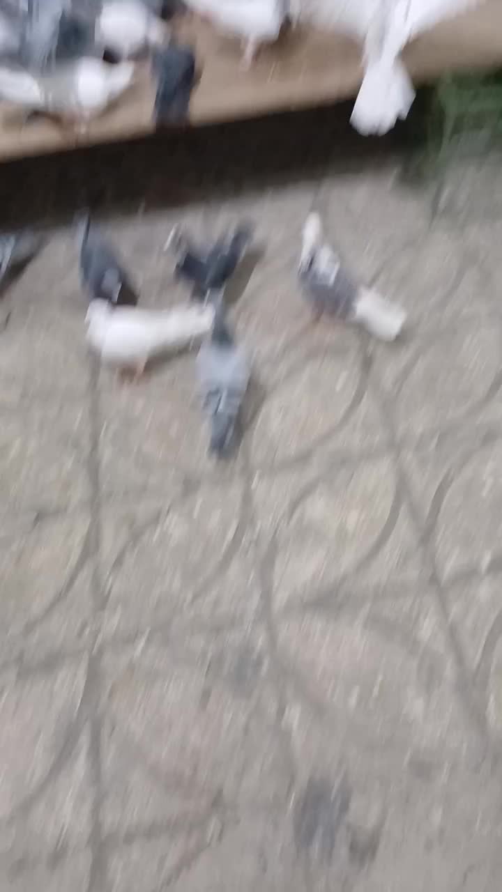 کفتر پرشی|پرنده|خوشاب, |دیوار