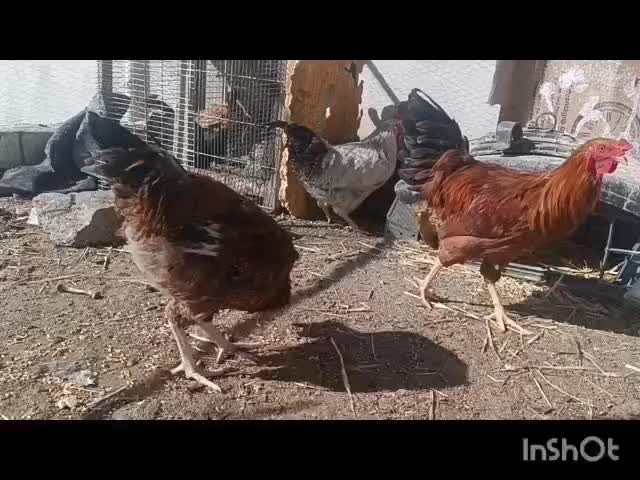 خروس گلپایگانی و گلین جوان|حیوانات مزرعه|قم, نخودی|دیوار