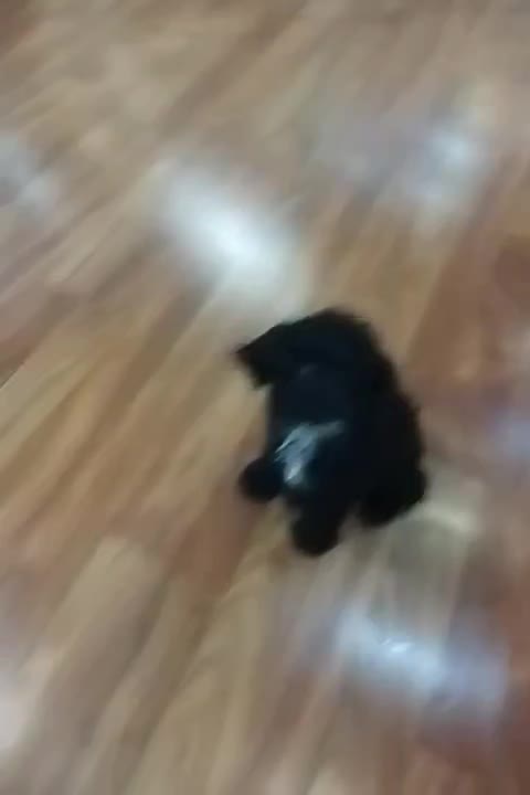 واگذاری 3 عددتوله سگ 3 ماهه واکسن خورده +شناسنامه|سگ|تهران, علم و صنعت|دیوار