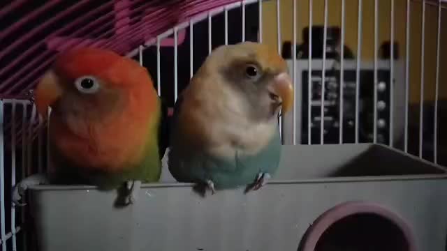 طوطی کوتوله برزیلی و قفس پرنده|پرنده|شیراز, قدوسی غربی|دیوار