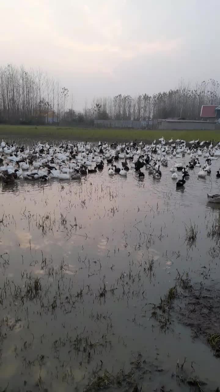 اردک شالیزار چاق و درشت|حیوانات مزرعه|تولم شهر, |دیوار