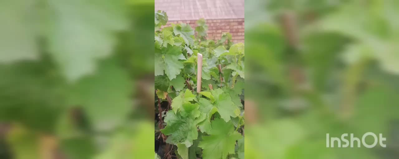 نهال انگور سیاه ریشه‌دار ( گلدانی )|گل و گیاه طبیعی|لردگان, |دیوار