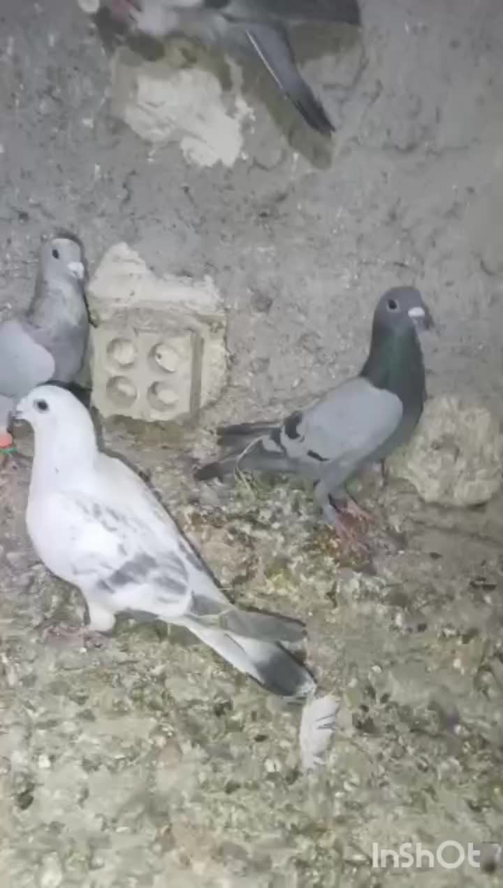 7تا کبوتر فروشی|پرنده|ریگ ملک, |دیوار