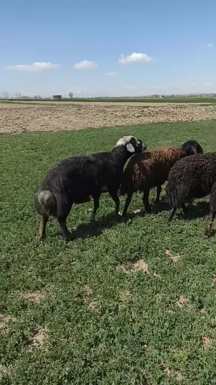 قوچ|حیوانات مزرعه|لالجین, |دیوار