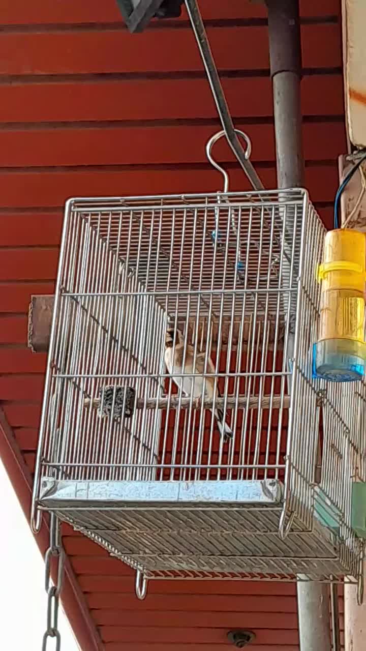 جوجه سهره نر امسال شیک و زیبا|پرنده|ماهیدشت, |دیوار