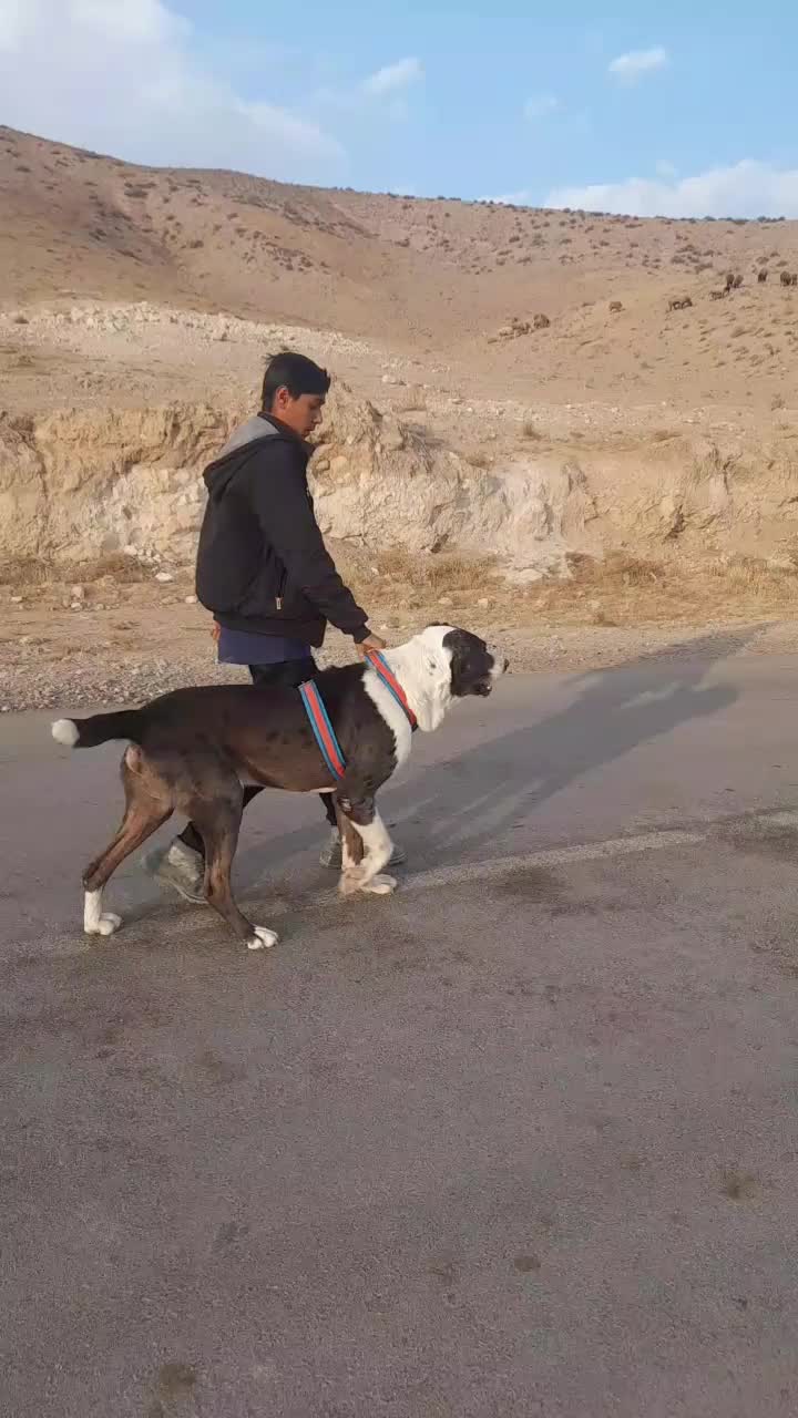 سگ افغانی|سگ|چناران, |دیوار