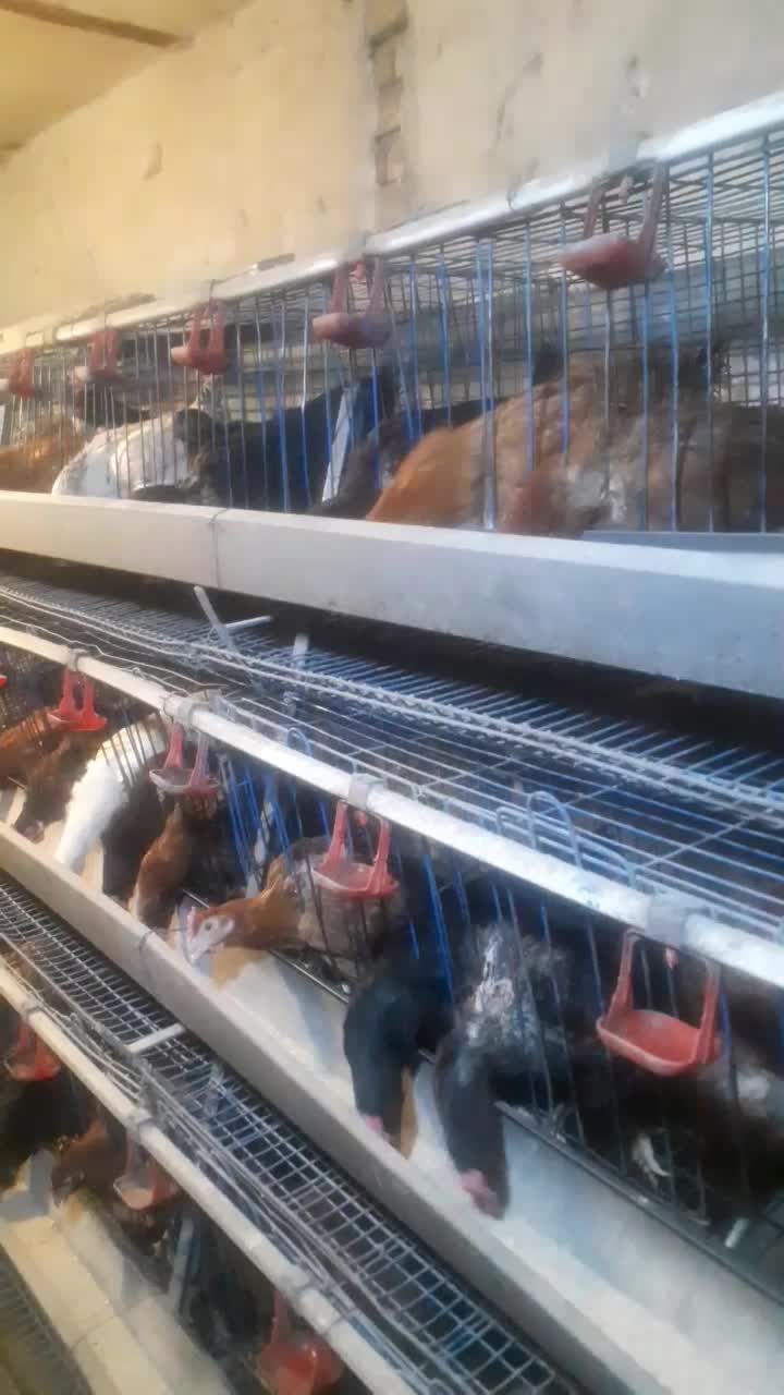 کبوتر فروشی|پرنده|دیواندره, |دیوار