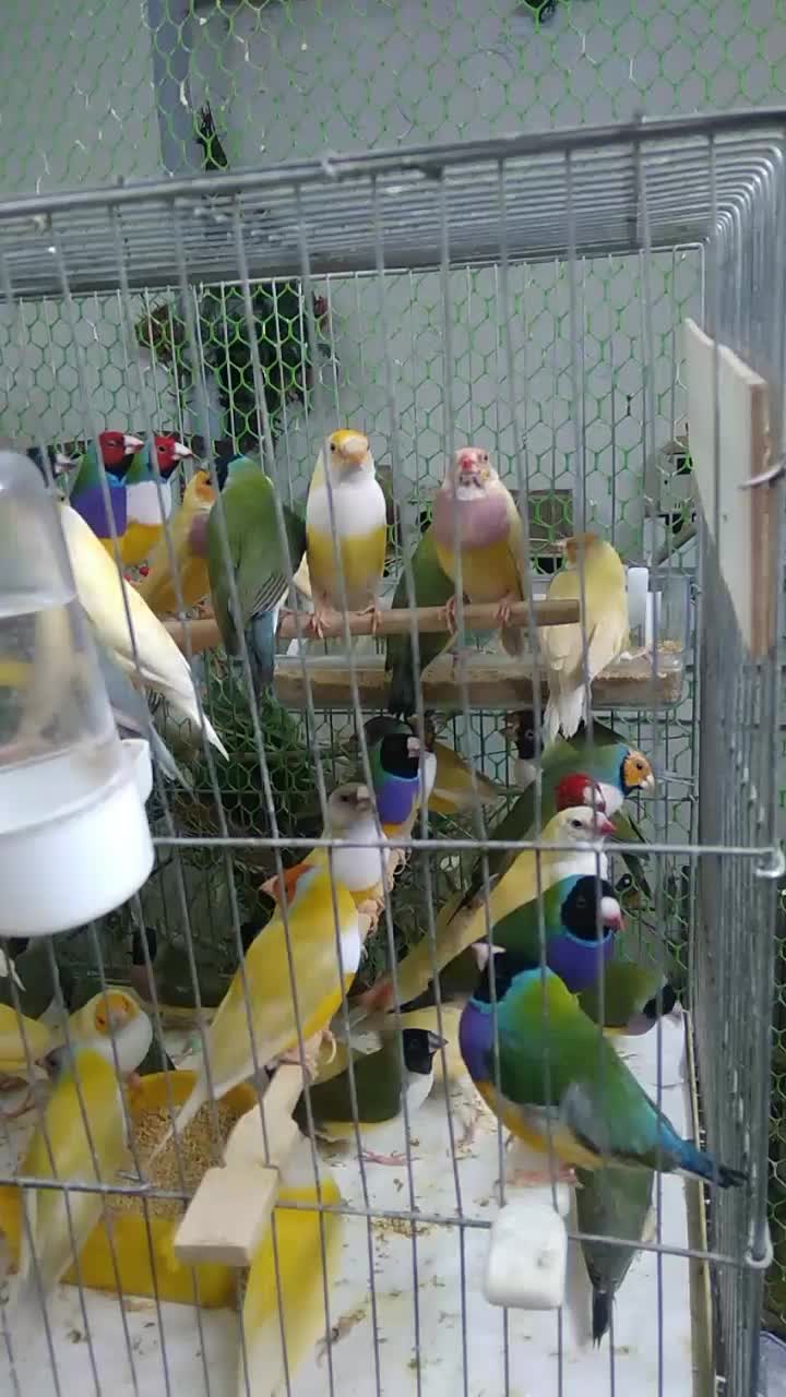 فنچ گلدین|پرنده|خرم‌آباد, |دیوار