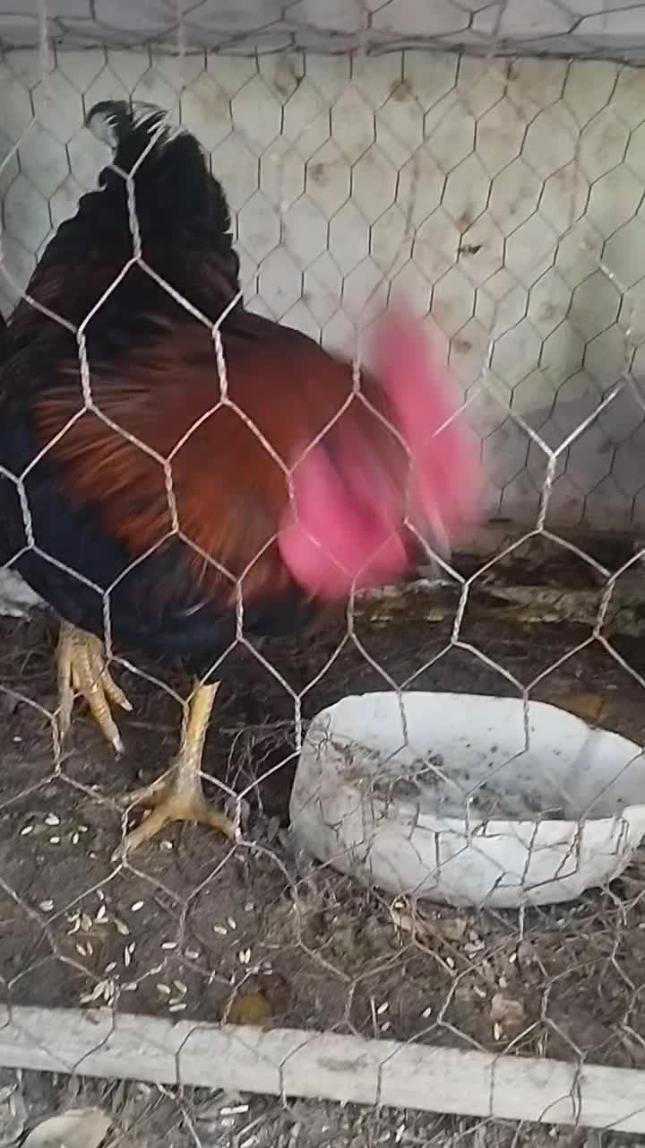 فروشی|حیوانات مزرعه|شیروان (خراسان), |دیوار