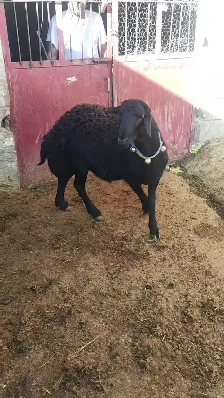 غزل افشار|حیوانات مزرعه|صحنه, |دیوار