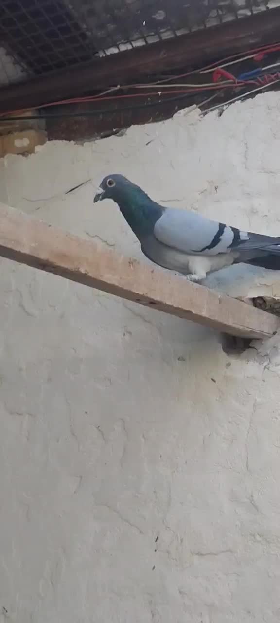 نر عراق۲۰۲۰|پرنده|خرمشهر, |دیوار