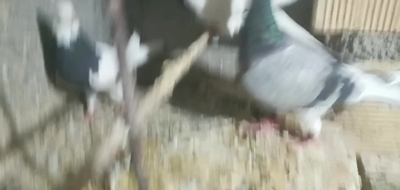 900هزارتومان کبوتر|پرنده|شیروان (خراسان), |دیوار