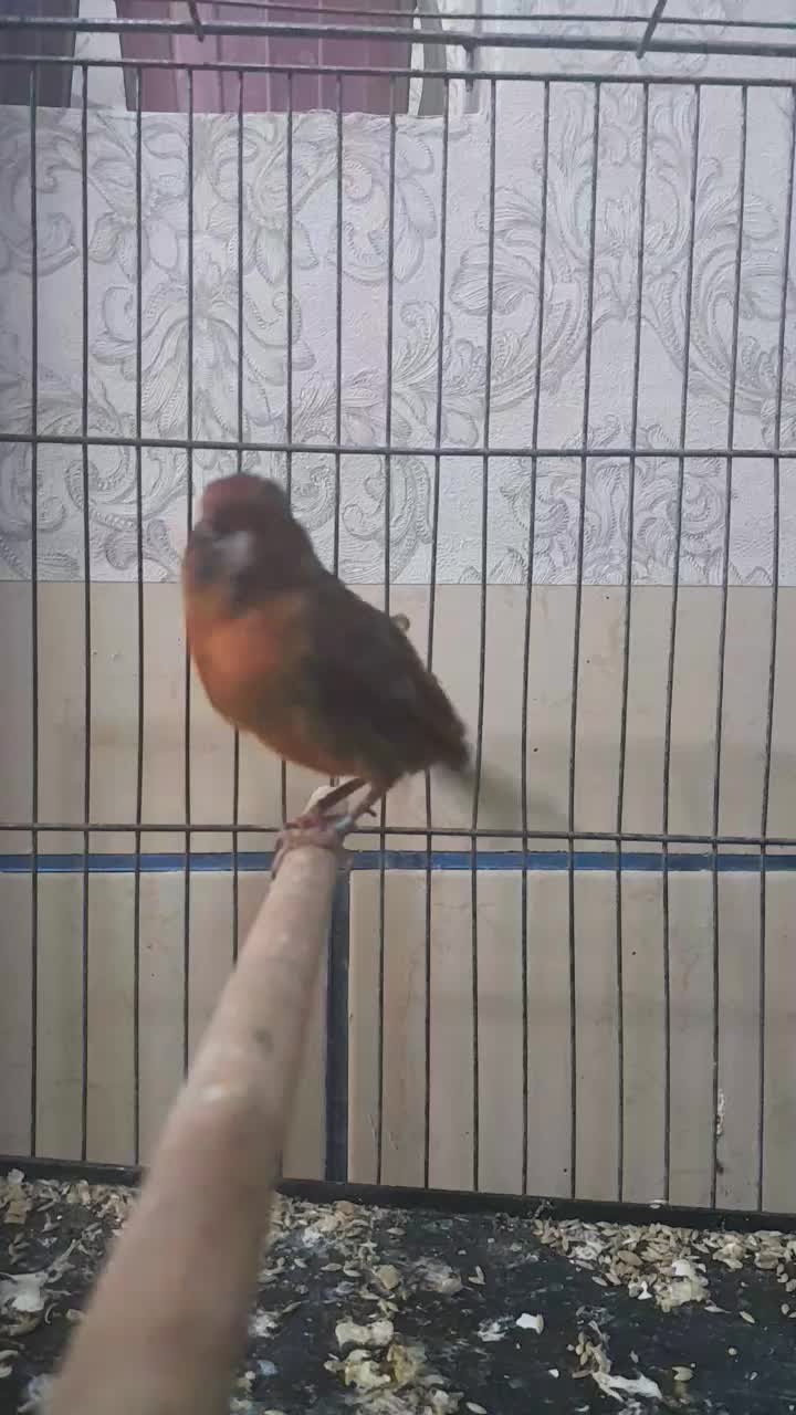 سهره جوجه سال و قناری سرخ ذات قدیم  زیبا|پرنده|شیراز, قلعه نو|دیوار