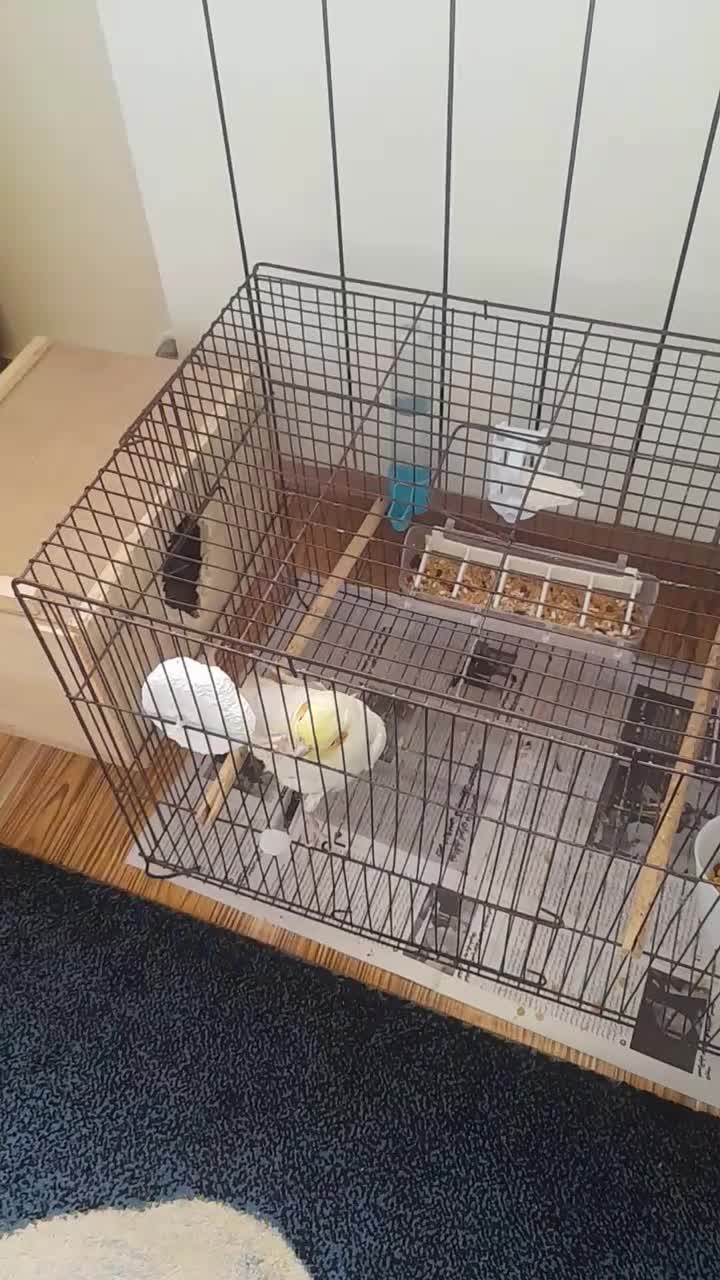 لوتینو ماده تخم هرز گذاشته|پرنده|فومن, |دیوار