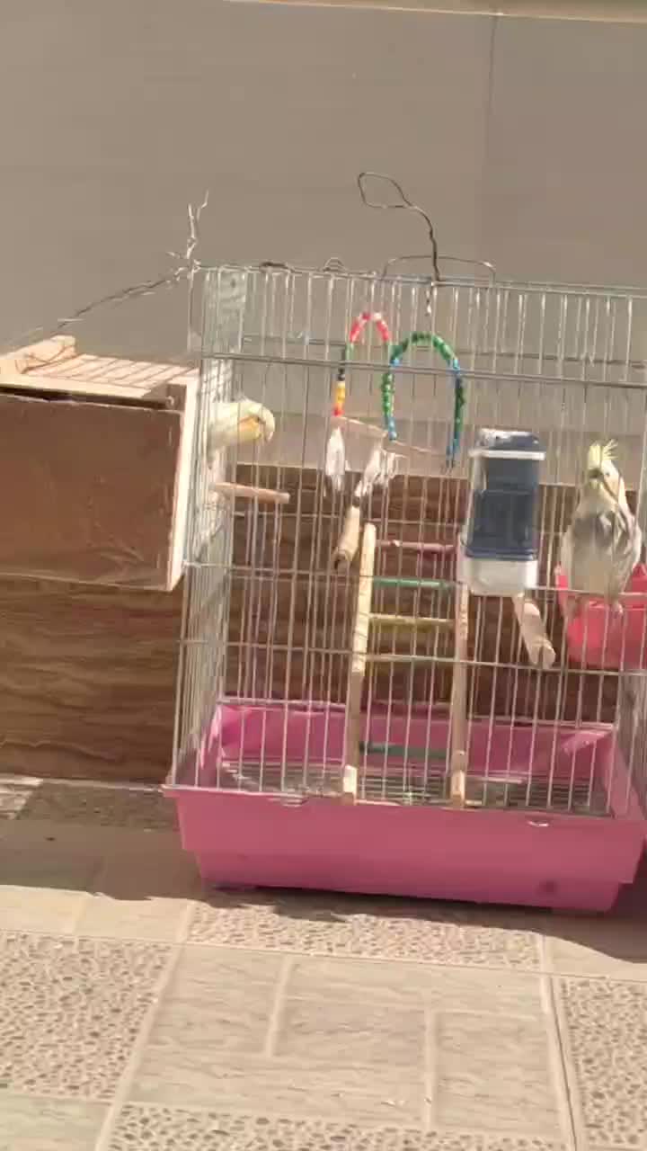 عروس هلندی|پرنده|اسفرورین, |دیوار