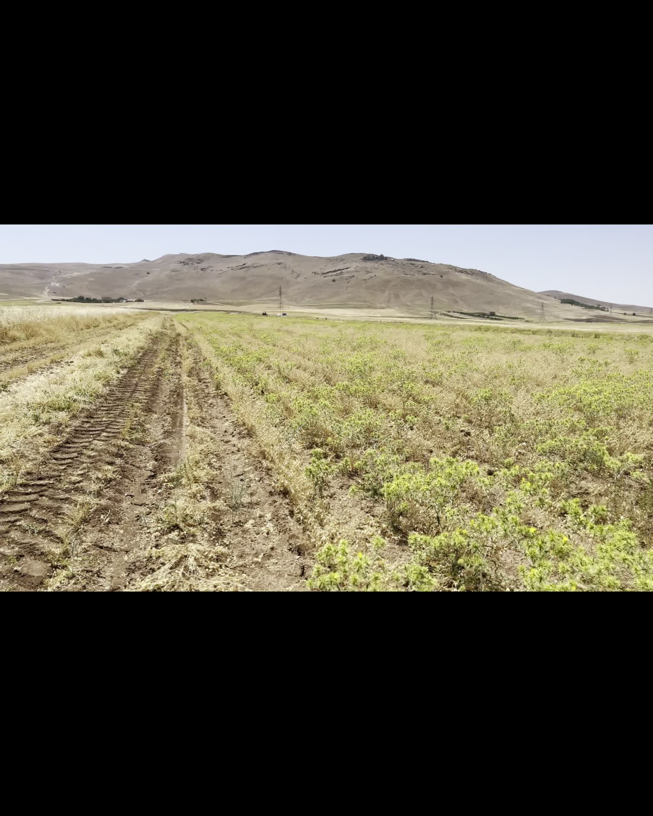نخود|خوردنی و آشامیدنی|تهران, مخصوص|دیوار