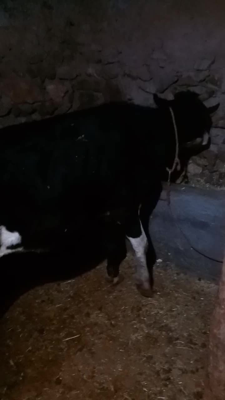 گاو گوساله|حیوانات مزرعه|دهگلان, |دیوار