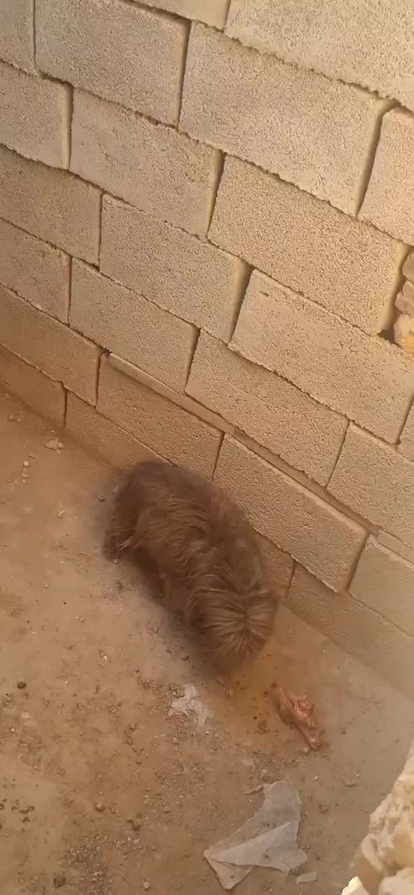 سگ پشمالو|سگ|اردکان, |دیوار