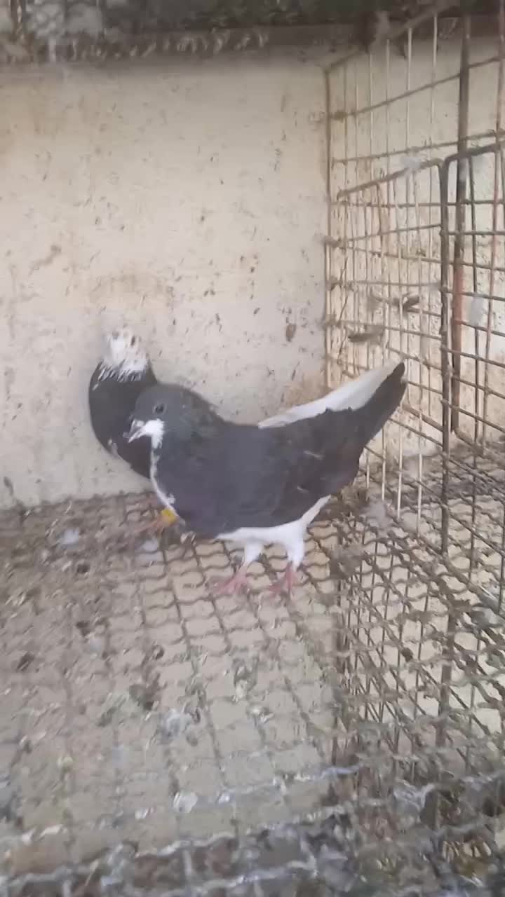 دو عدد نر زرنگ|پرنده|شیراز, حومه شیراز|دیوار