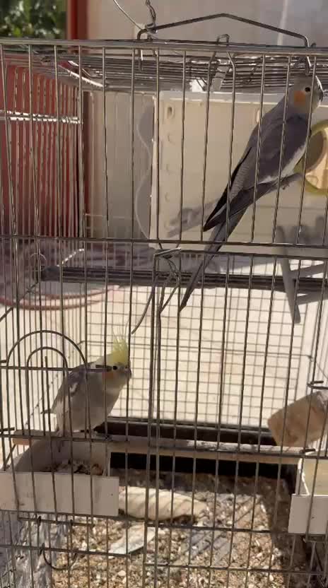 فروش عروس هلندی نر و ماده ب همراه قفس|پرنده|الوند, |دیوار