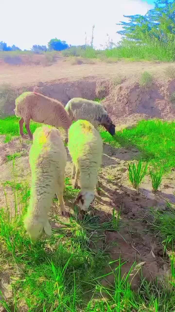 کوسفند درجه یک جفتی 18/000/000|حیوانات مزرعه|حمیدیه, |دیوار
