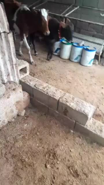 فروش  دو گاو آبستن ( شنگل)|حیوانات مزرعه|بهبهان, |دیوار