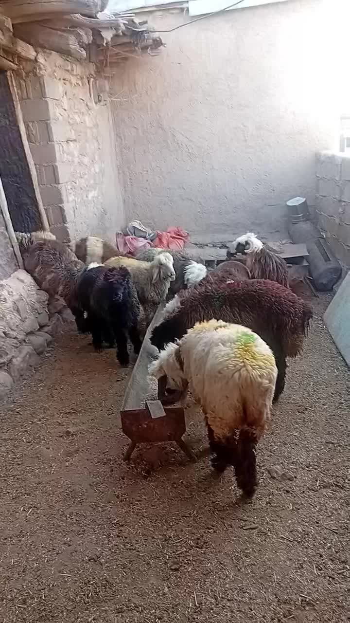 تعداد 14 راس بره|حیوانات مزرعه|سپیدان, |دیوار