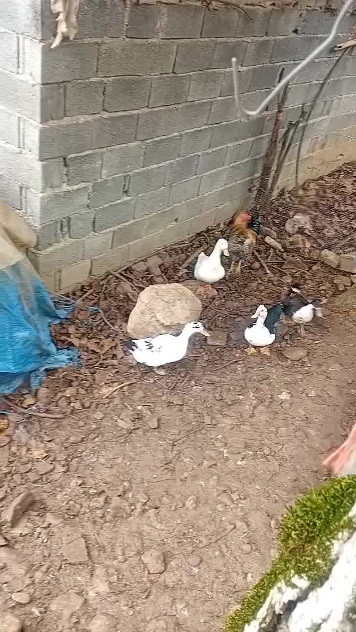 اردک و قو غاز و غاز اسرائیلی|حیوانات مزرعه|هچیرود, |دیوار