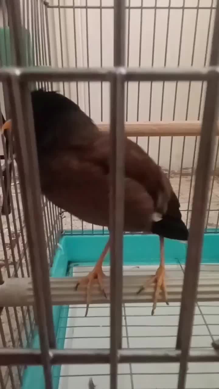 مینا سخنگو کاملا رام|پرنده|تهران, جابری|دیوار