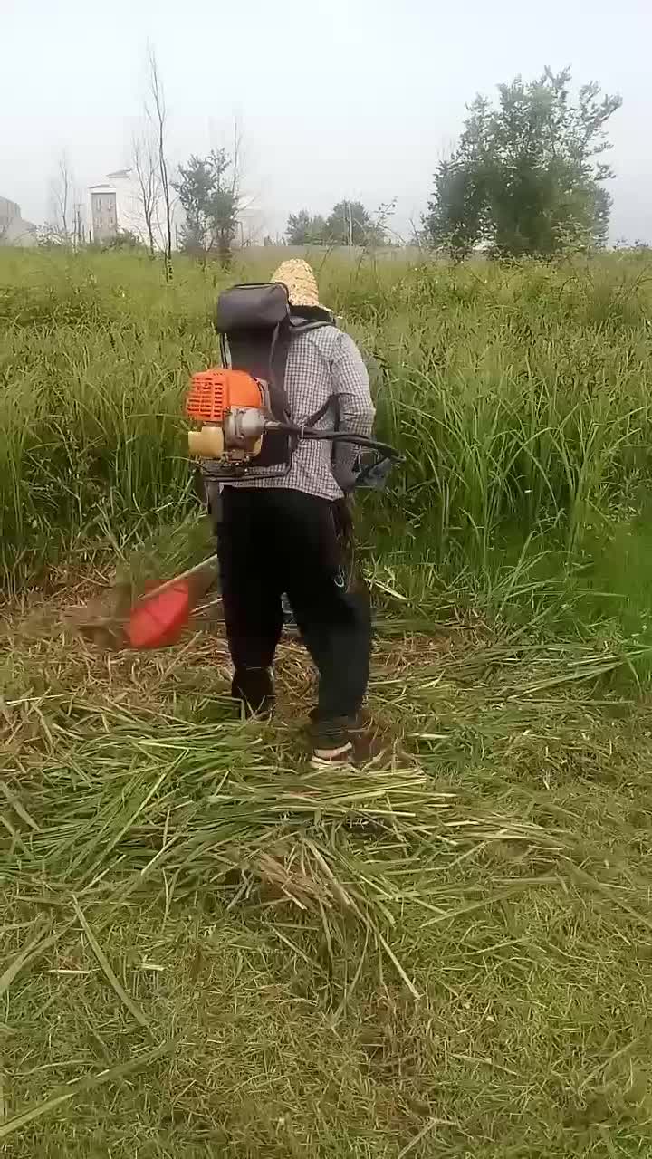 علف زنی|خدمات باغبانی و درختکاری|رشت, نیروی دریایی|دیوار