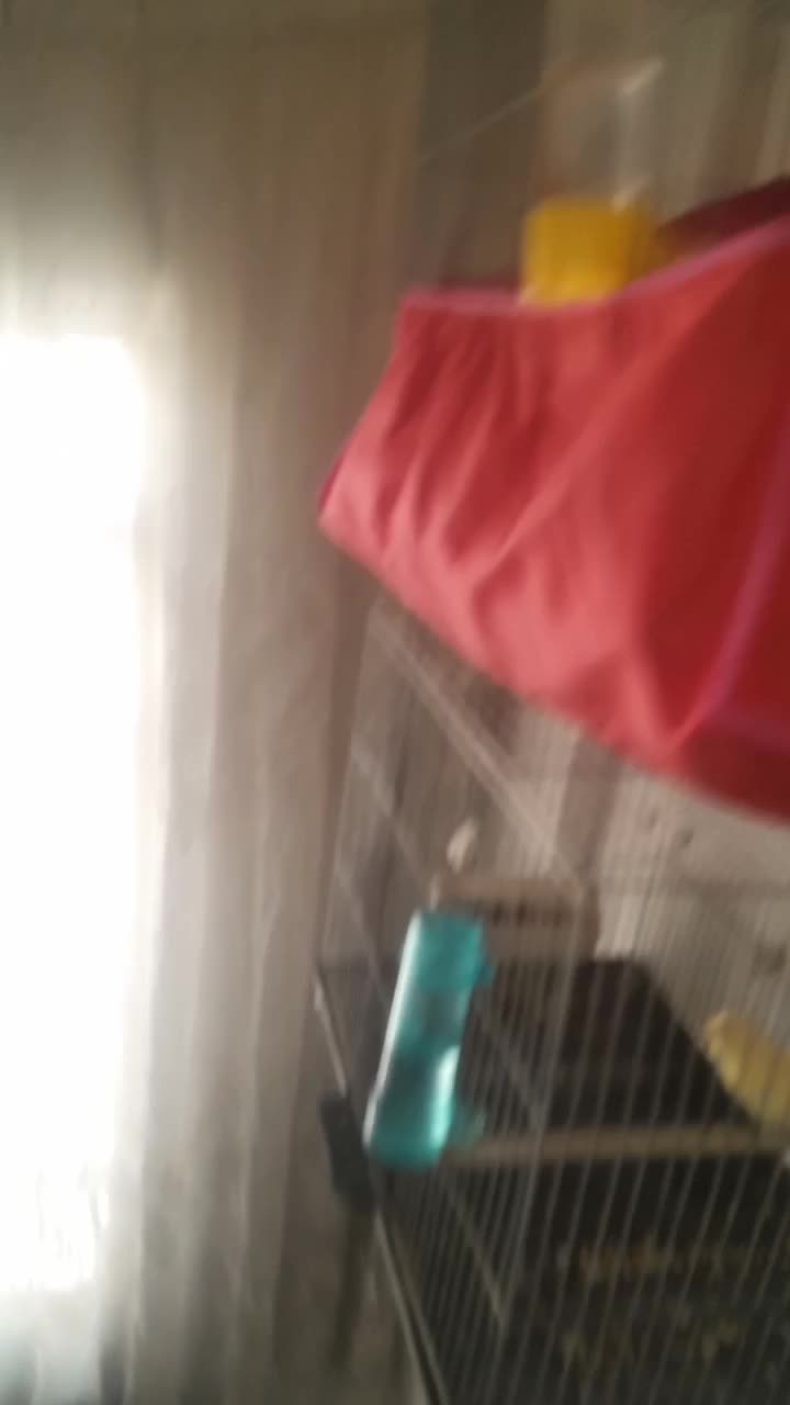 قناری جفت خورده و قناری ماده آماده|پرنده|کرج, اسلامآباد|دیوار