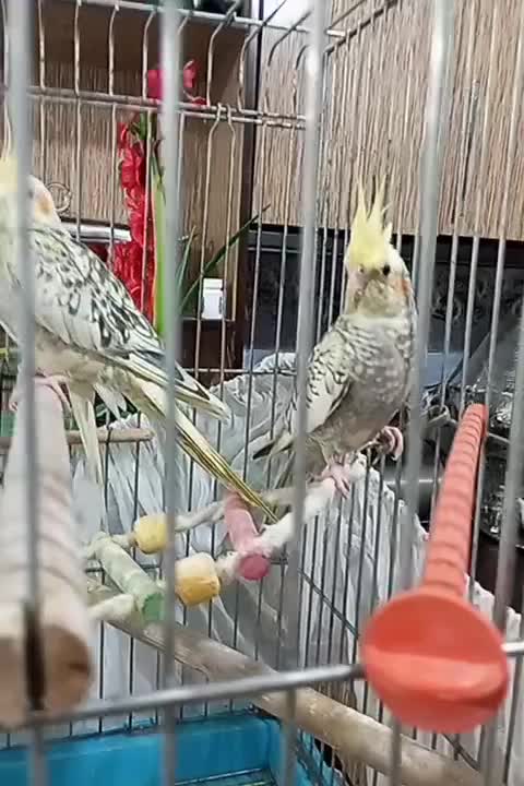 ی جفت نروماده به فروش میرسد|پرنده|شهریار, شهرک مصطفی خمینی|دیوار