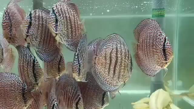 فروش دیسکس بالای ۶ اینچ دو انواع نژاد|ماهی|لوندویل, |دیوار