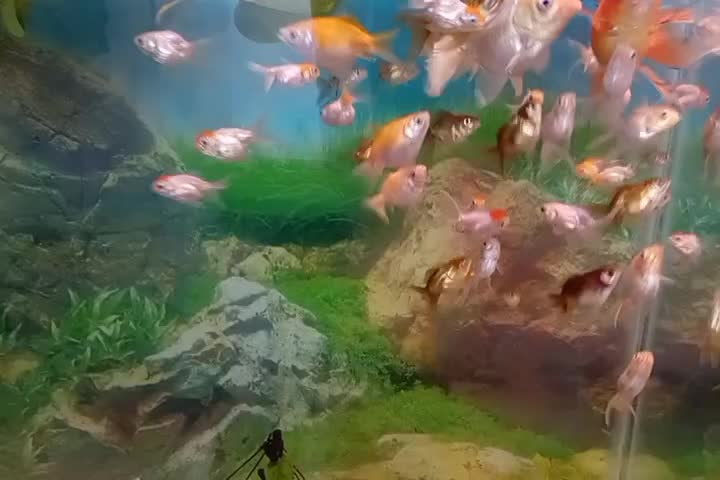 کله قرمز و وایت|ماهی|مشهد, کوثر|دیوار