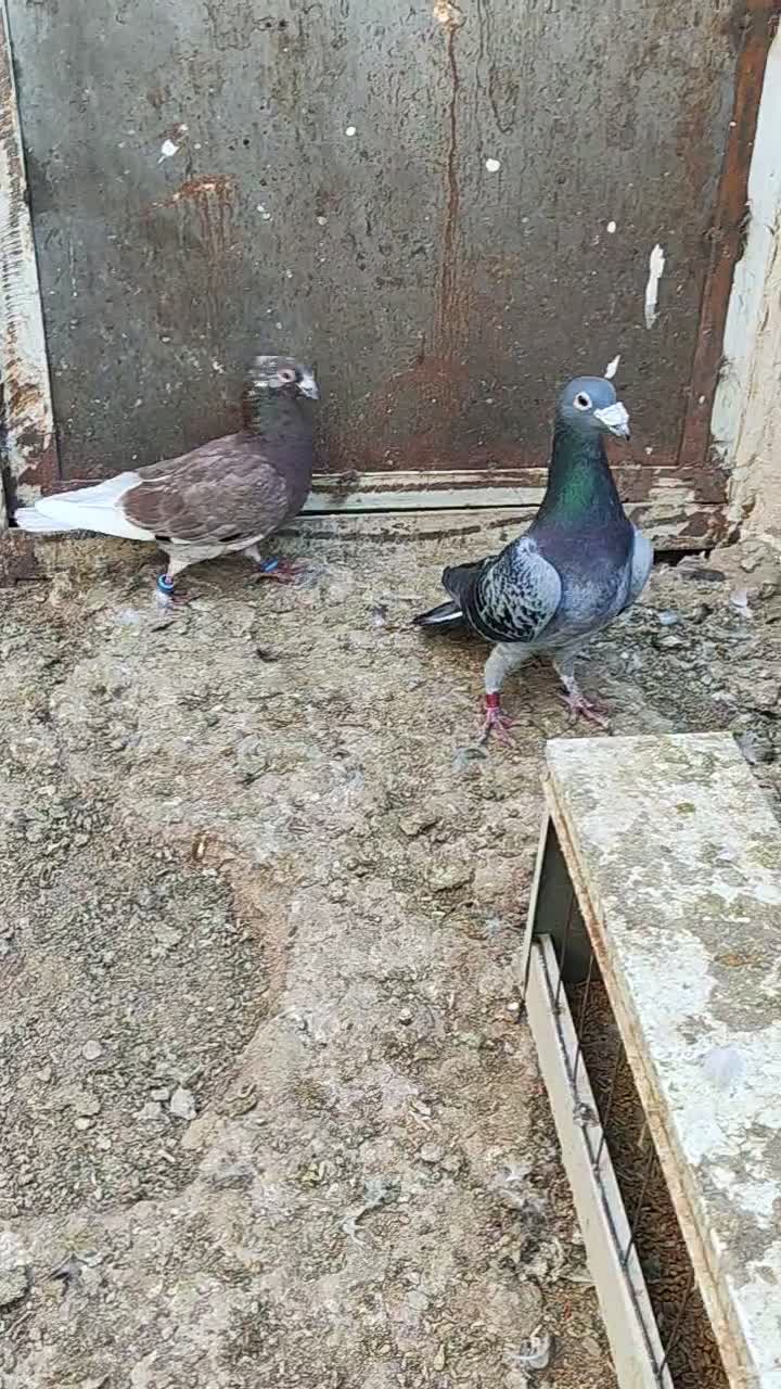 کبوتر|پرنده|خواف, |دیوار