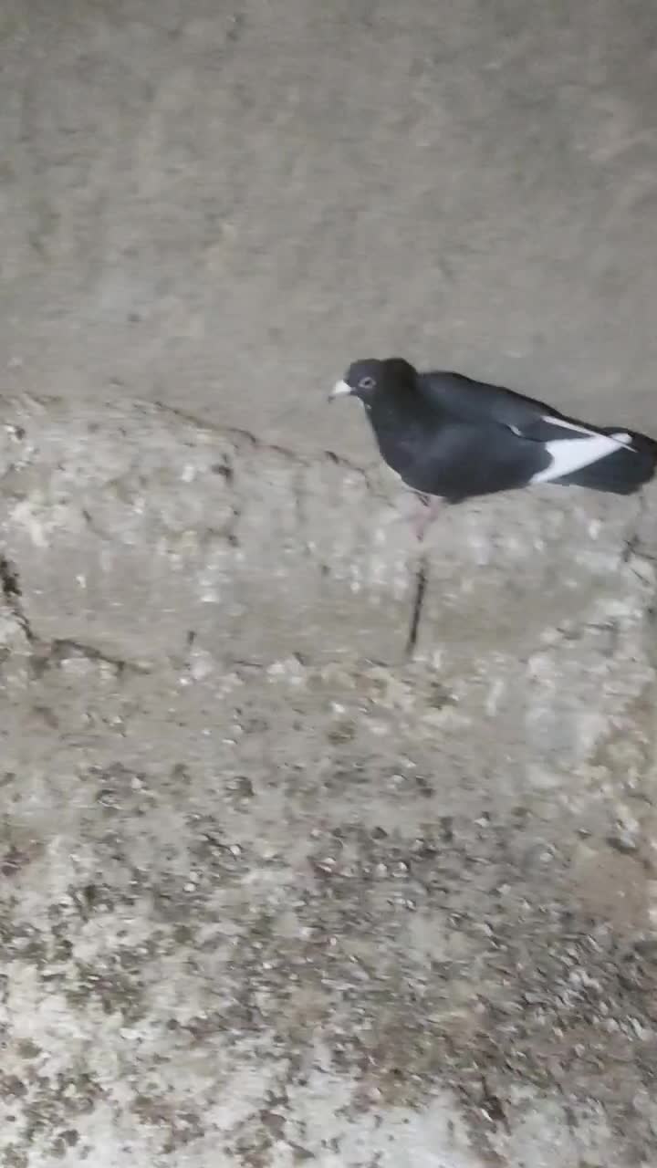 نر سیاه پلنگ|پرنده|زرند, |دیوار