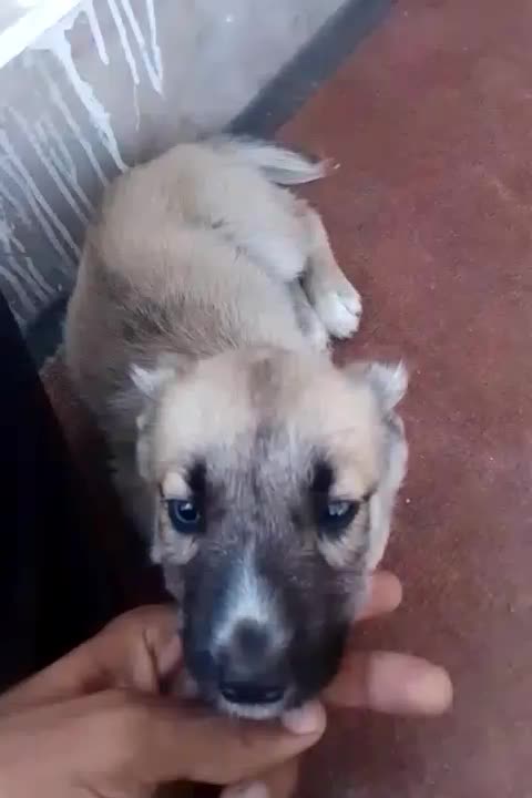 سلام توله  ۴عدد سه تا چشم آبی آخری مشکی|سگ|مشهد, عسگریه|دیوار