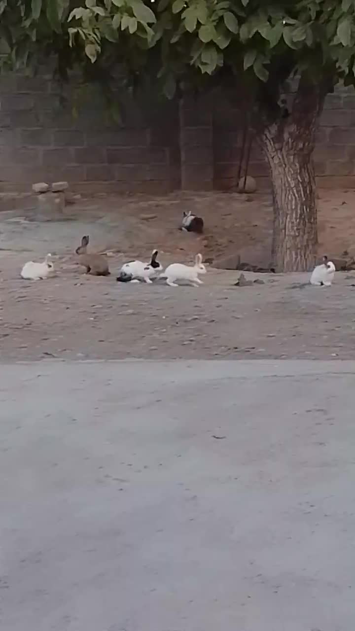 فروش خرگوش سالم وسرحال|موش و خرگوش|سیمینه, |دیوار