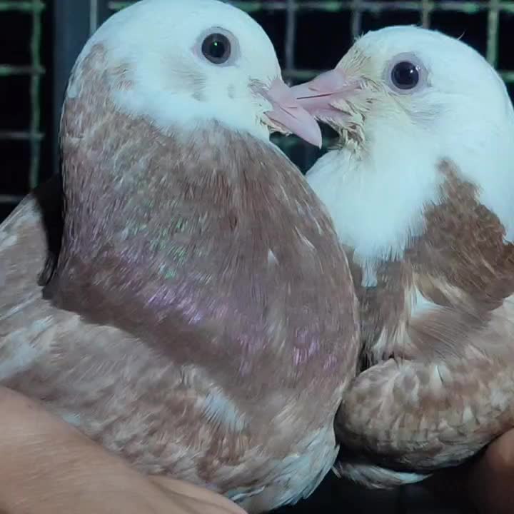 کفتر پرشی|پرنده|ایرانشهر, |دیوار