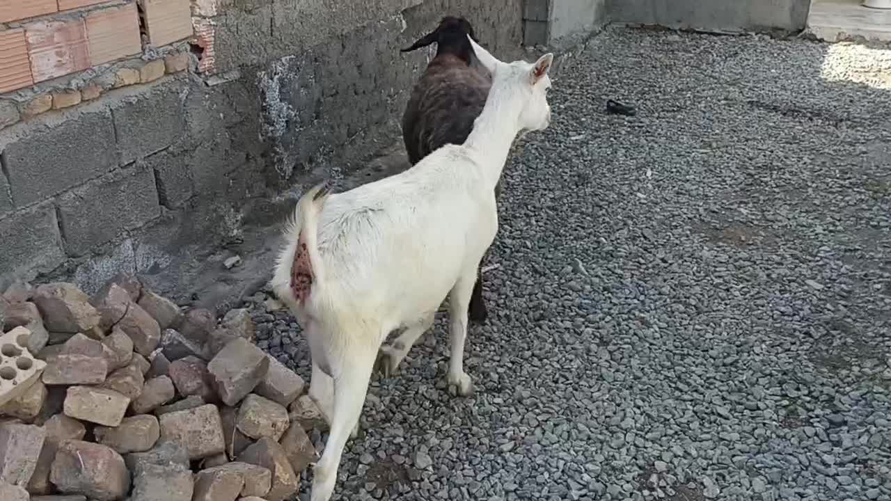 بز سانن شیری|حیوانات مزرعه|سیمین شهر, |دیوار