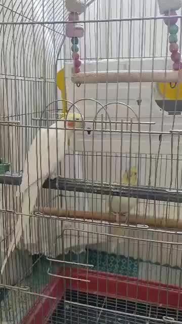 عروس هلندی|پرنده|بروجرد, |دیوار