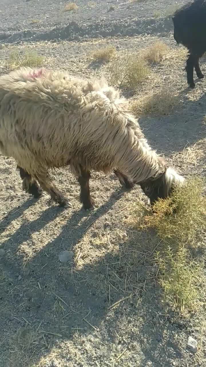 شیشک بره دار|حیوانات مزرعه|زرقان, |دیوار