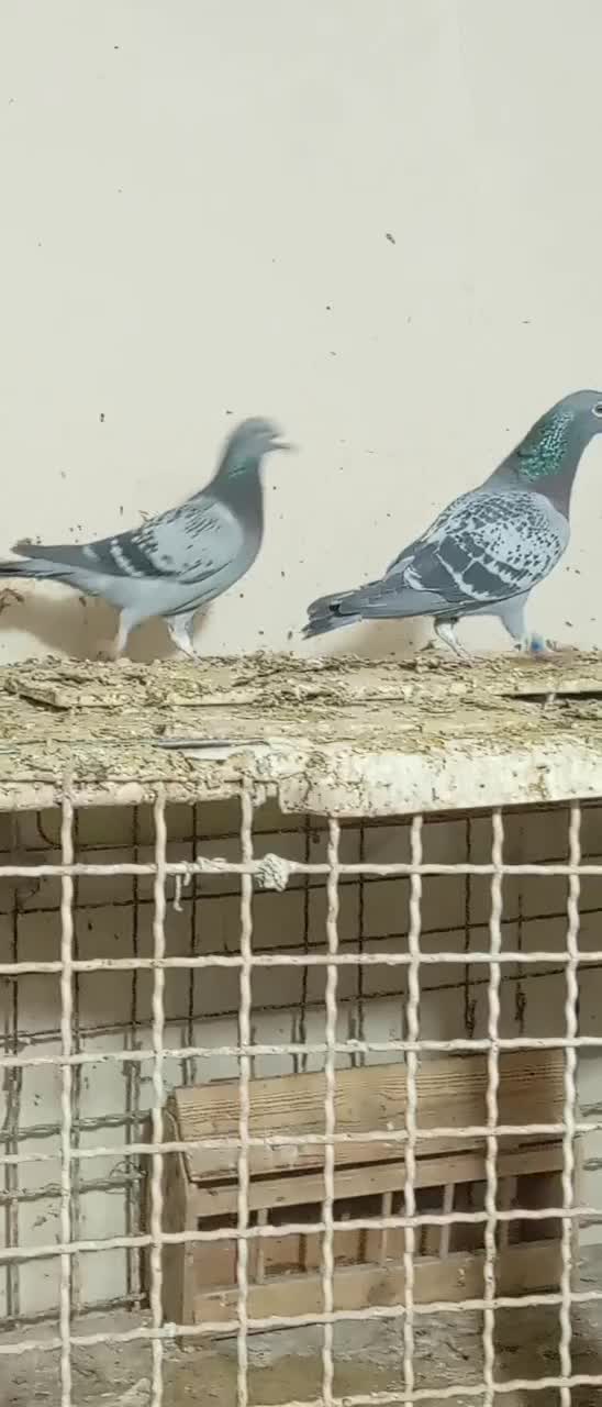 جفت پلاکی|پرنده|مسجد سلیمان, |دیوار