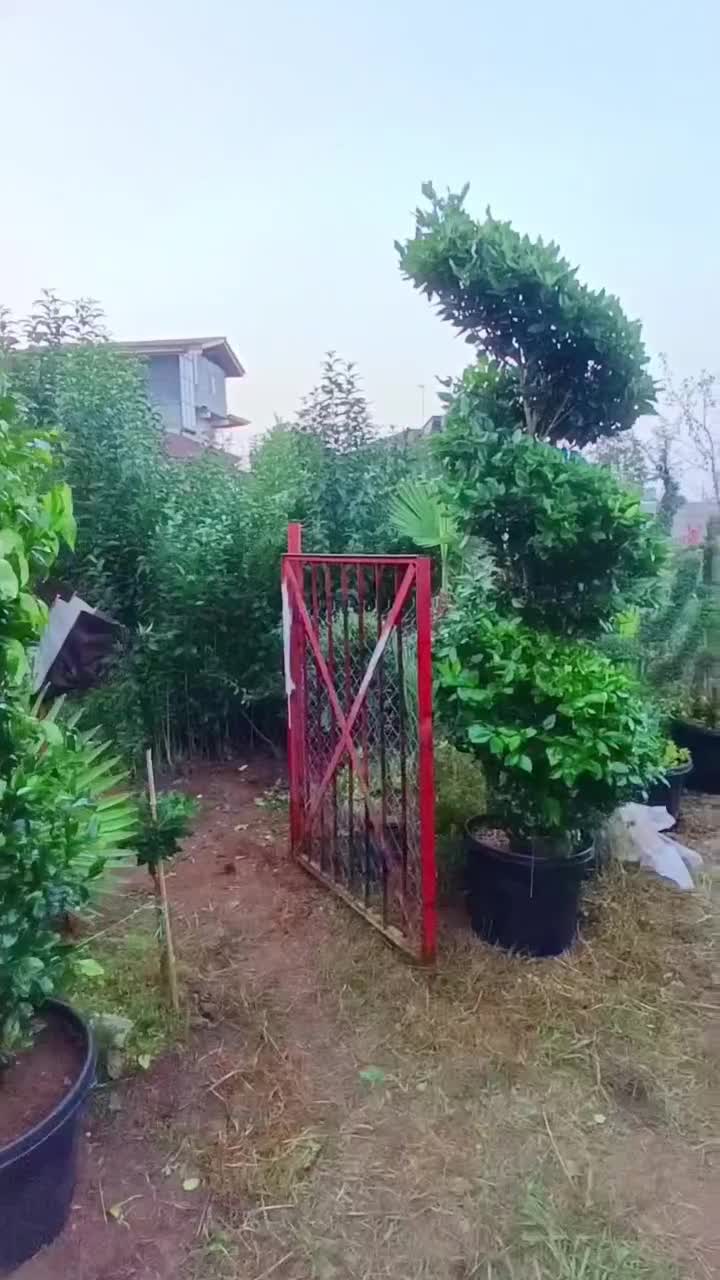 گل و گیاه مخصوص ویلها و فضای سبز لوکس|گل و گیاه طبیعی|چابکسر, |دیوار