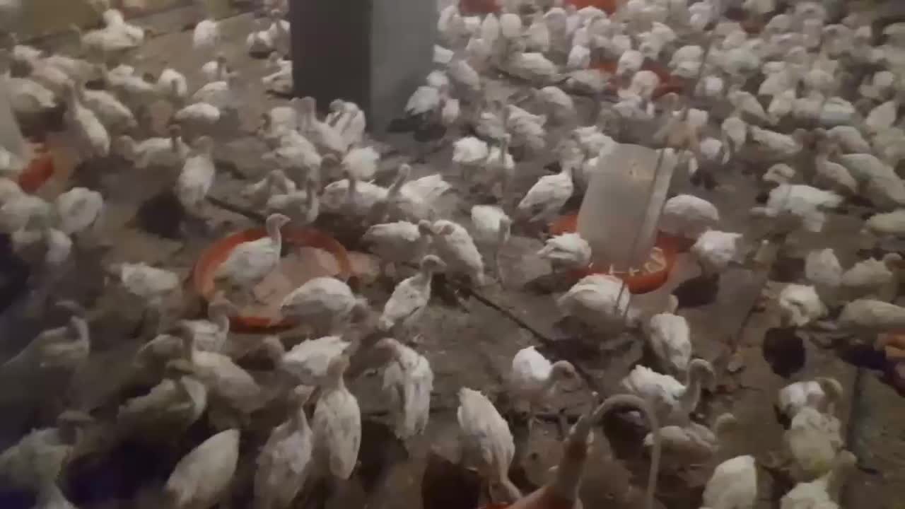 بیوتی فوق سنگین جوجه بوقلمون|حیوانات مزرعه|بیرجند, |دیوار