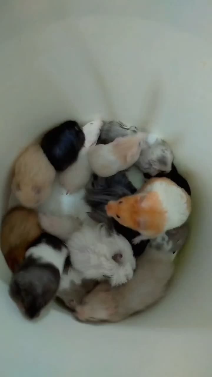 همستر|موش و خرگوش|نیشابور, دربقاضی|دیوار