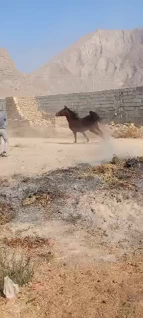 مادیون کردی|حیوانات مزرعه|دهاقان, |دیوار