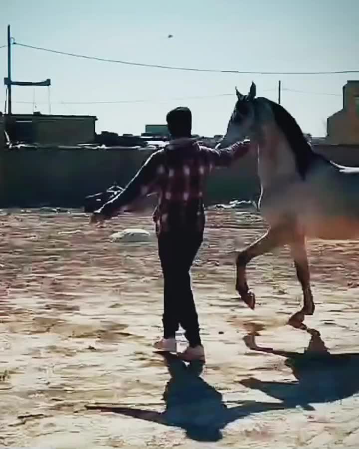 اسب|اسب و تجهیزات اسب‌سواری|مبارکه, |دیوار