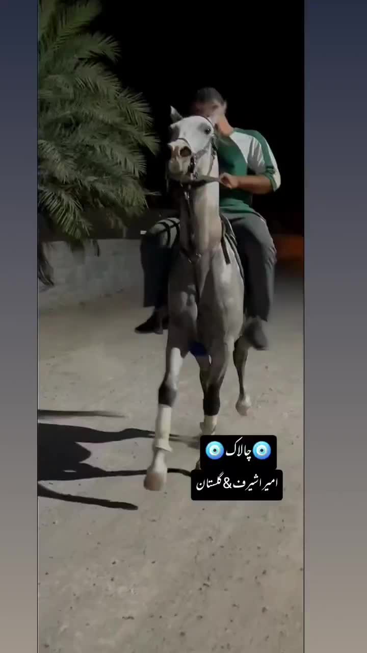 اسب سواری دار عرب مصری|اسب و تجهیزات اسب‌سواری|نرماشیر, |دیوار