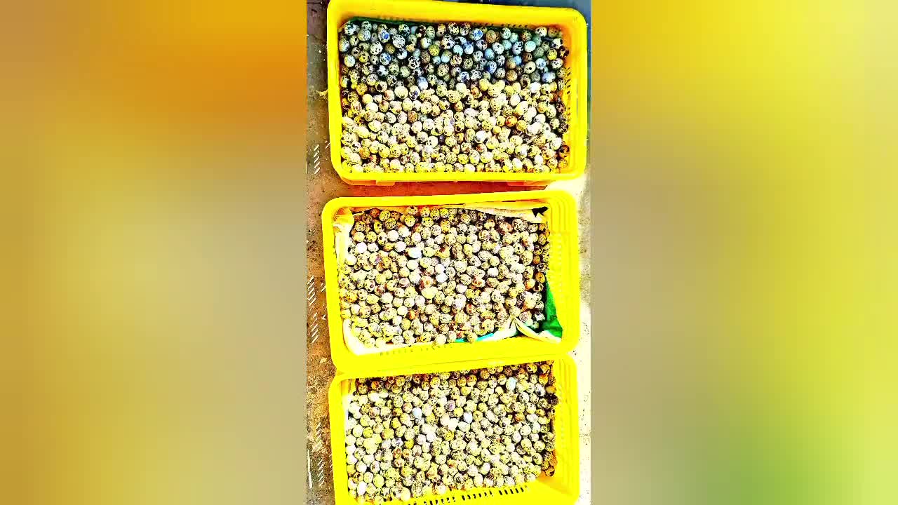 تخم نطفه دار،جوجه بلدرچین کانادایی|حیوانات مزرعه|زاهدان, |دیوار